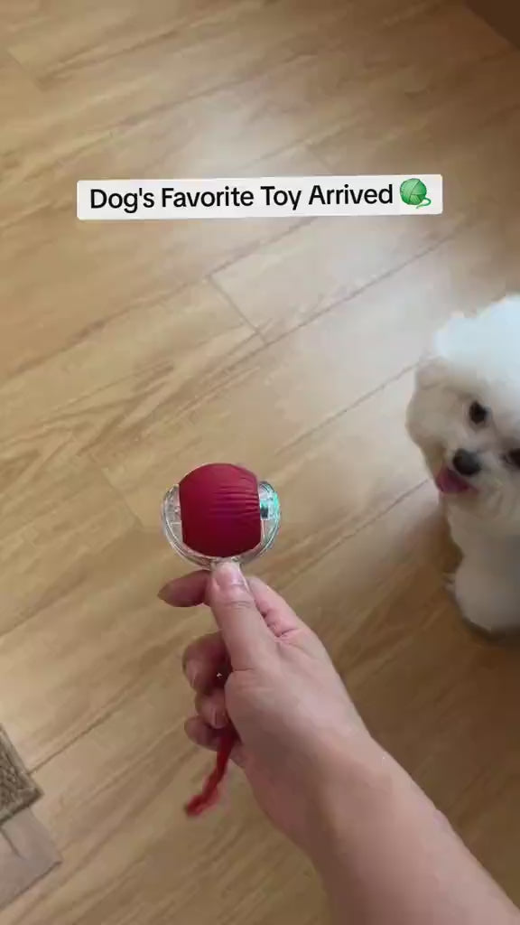 Load video: Pet playing with toy